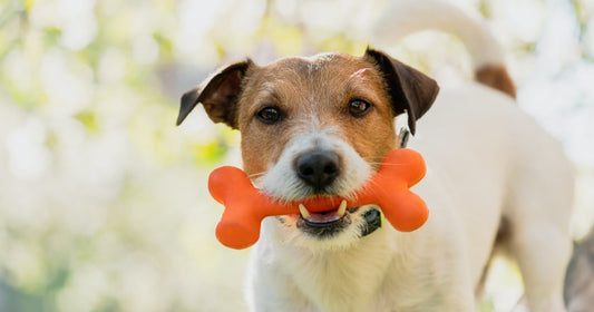 Best Pet Rubber Bone Toy for Dogs – Durable, Safe & Chew-Resistant Dog Chew Toy for Healthy Teeth